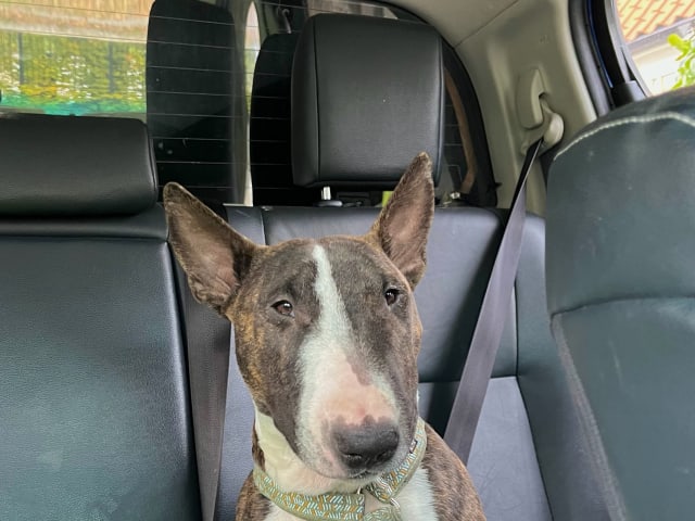 Miniature Bull Terrier