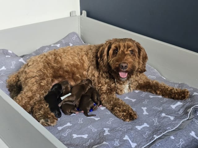 Labradoodle · Skultuna · Björn M.