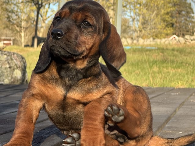 Alpine Dachsbracke