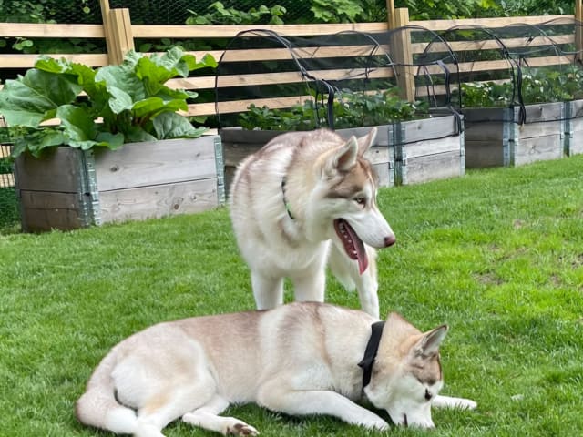 Siberian Husky · Rimbo · Christian B.