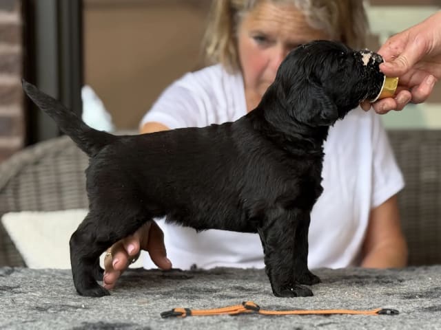 Flat Coated Retriever