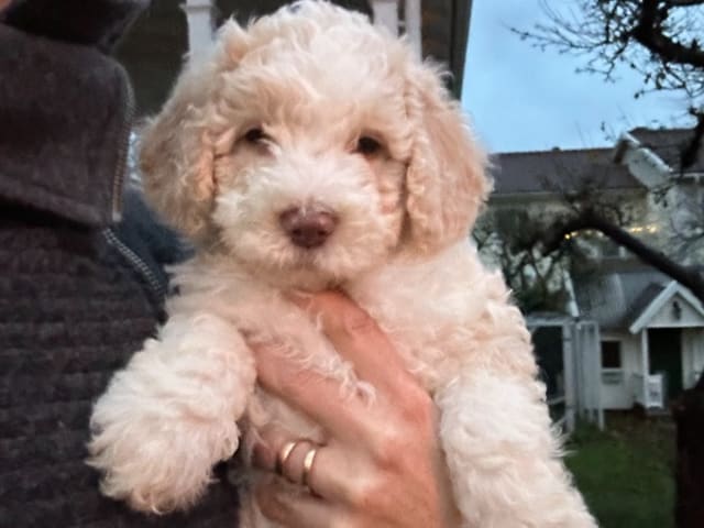 Spanish Water Dog (Perro de Agua Espanol) · Oskarshamn · Havslätts