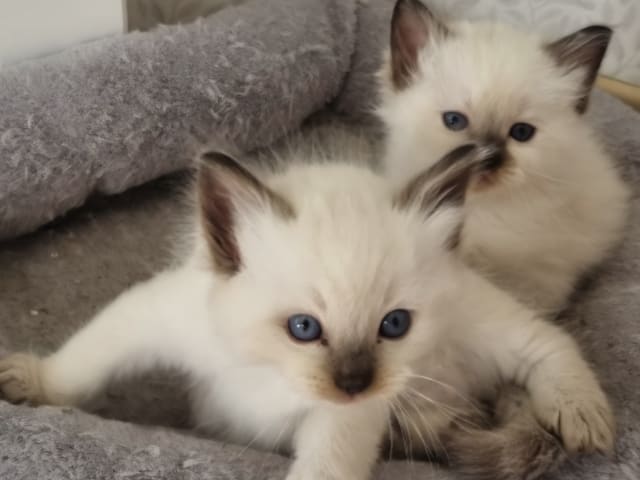 Ragdoll · Uppsala · Anna L.