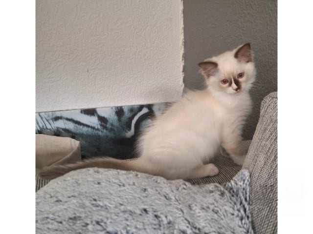 Ragdoll · Anderslöv · S*Earth Angel's