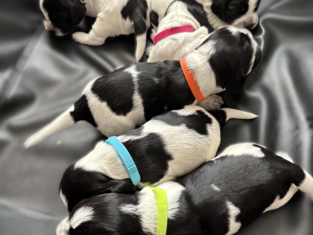 Cocker Spaniel · Hallstavik · Passion Spaniels