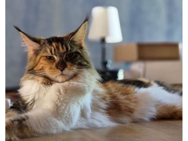 Maine Coon · Motala · SE*Knäkattens