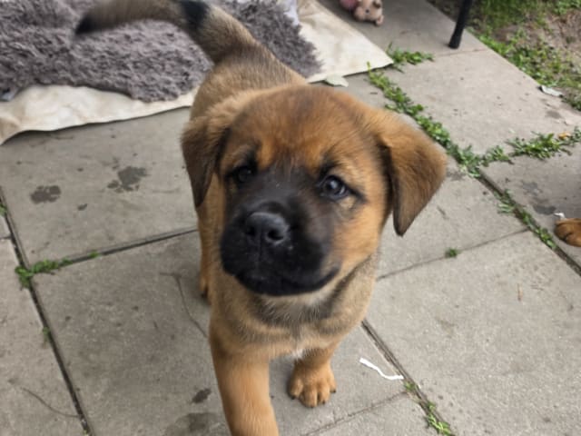 American Akita/Rottweiler · Edane · Inget