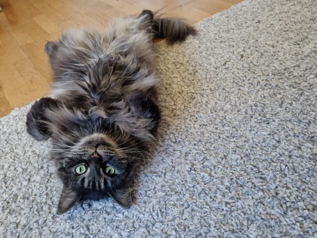 Maine Coon · Vallentuna · Ulrika D.