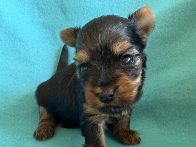Yorkshire Terrier