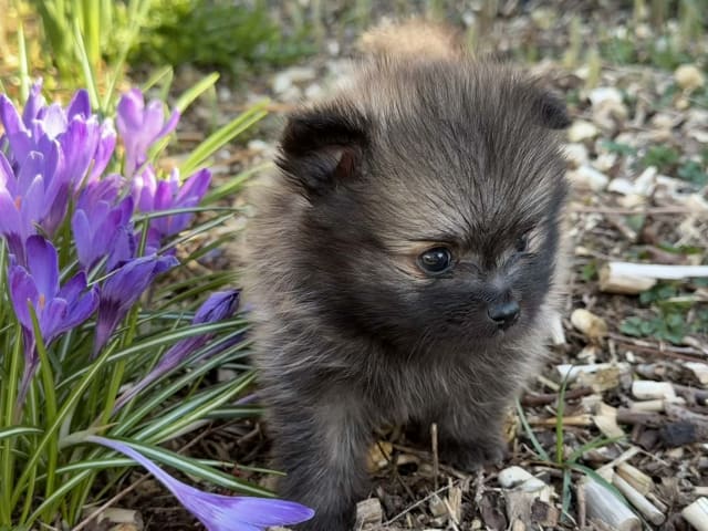 German Spitz – Kleinspitz