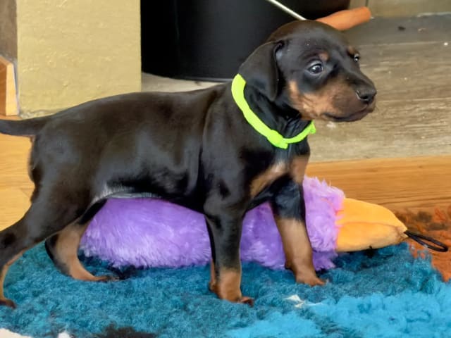 Manchester Terrier · Rennesøy · WestChester Kennel