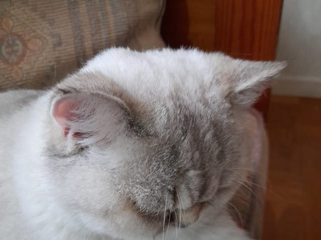 British Longhair