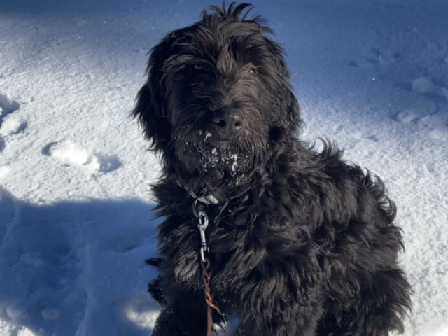 Bergamasco