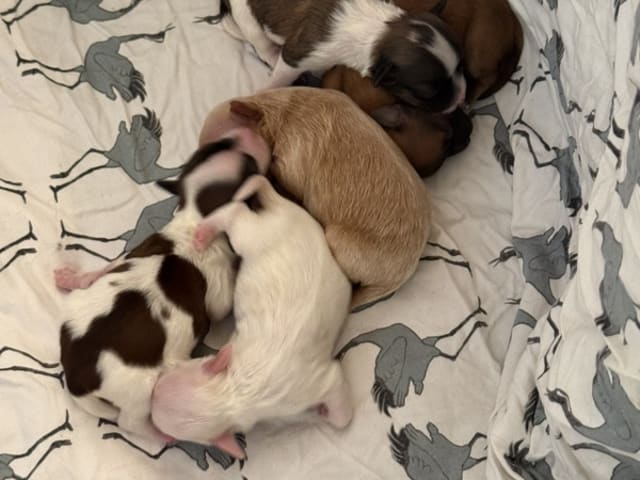 Havanese · Præstø · Cuba Duba's