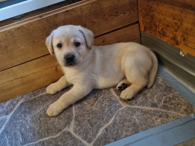 Labrador Retriever · Ingarö · Playwaters