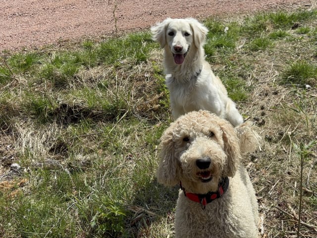 Goldendoodle
