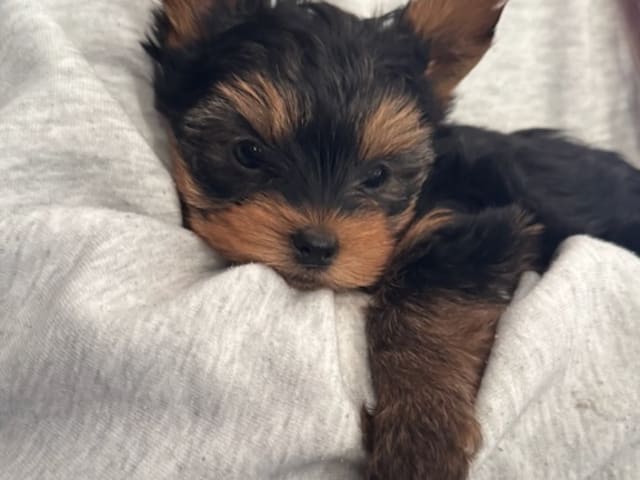 Yorkshire Terrier