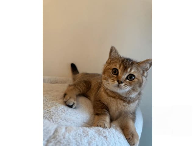 British Shorthair · Skövde · SE*Britessa