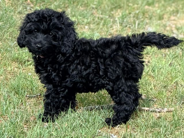 Cockerpoo
