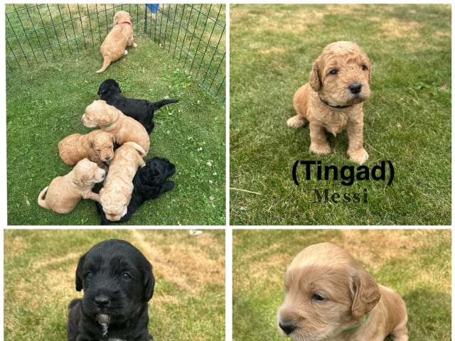 Labradoodle