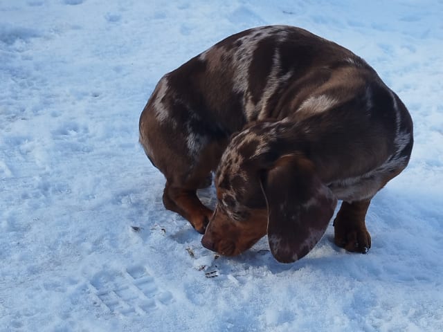 Dachshund