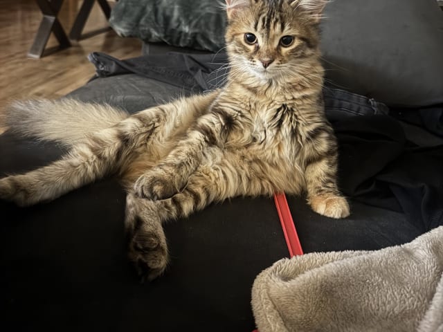 Sibirisk katt · Årsunda · William A.