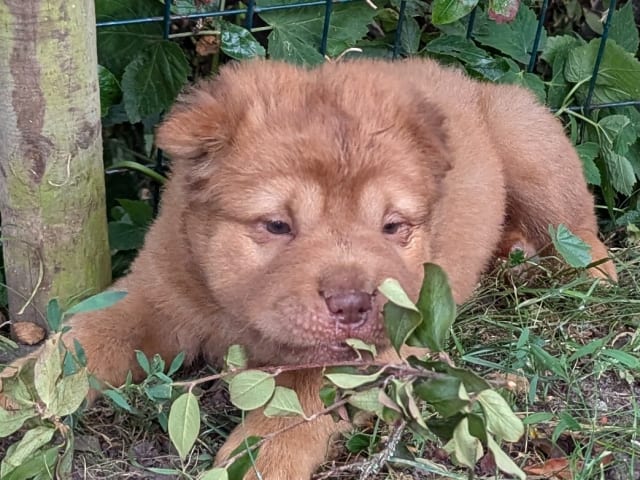 Shar Pei