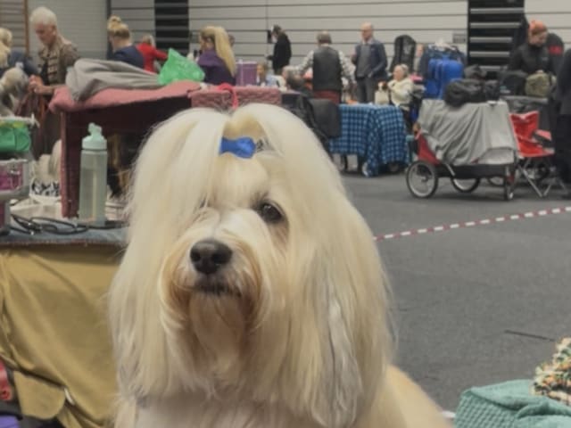 Bichon havanais · Fjärås · Kläppas