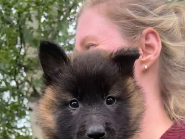 Belgian Shepherd Groenendael