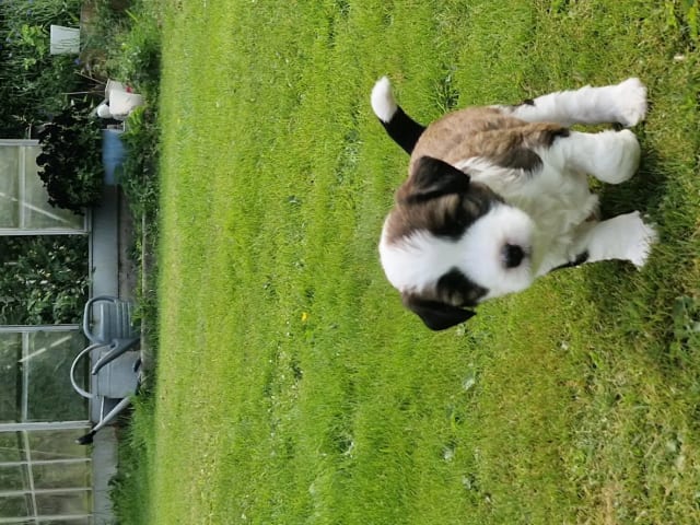 Tibetansk terrier