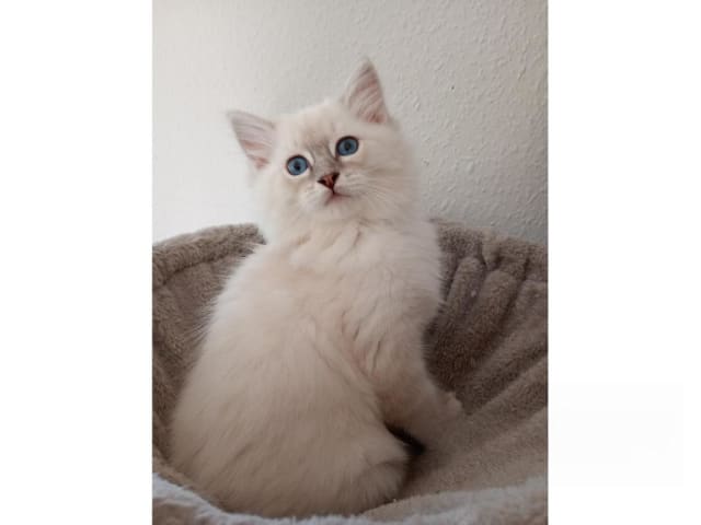 Ragdoll · Strömsnäsbruk · SE*Borgabyns