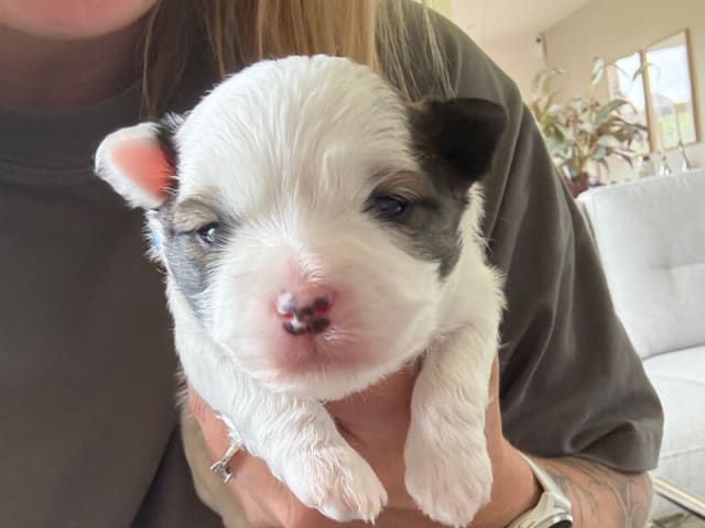 Coton de tuléar · Aabybro · Lisa Kammer