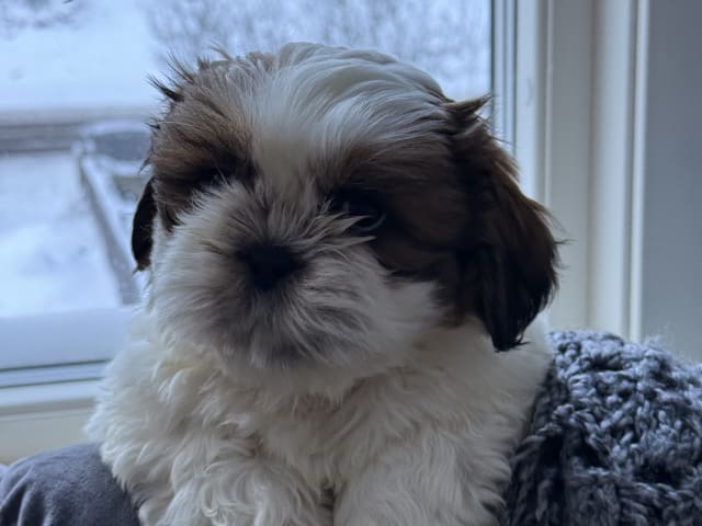 Shih Tzu