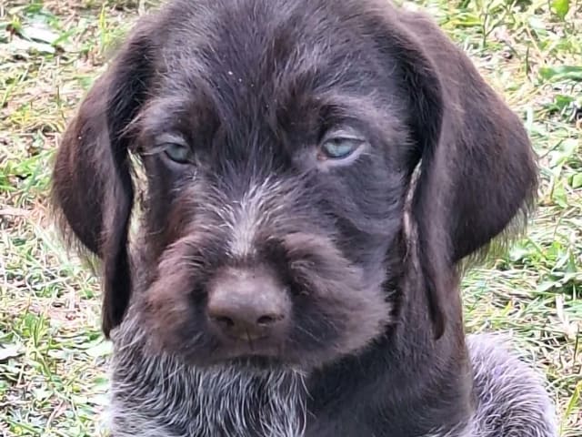 Ruhåret hønsehund · Tinglev · Kennel Schweisshunden