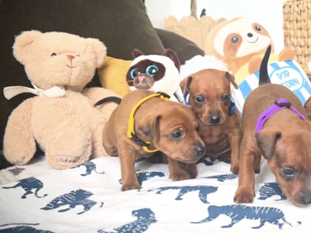 Miniature Pinscher