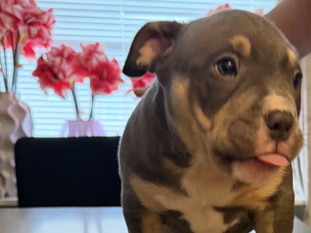 American Bully · Borås · Jasmine A.