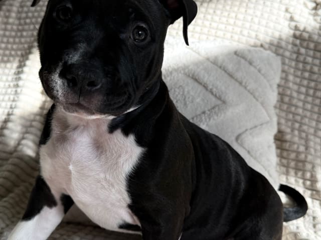American bully
