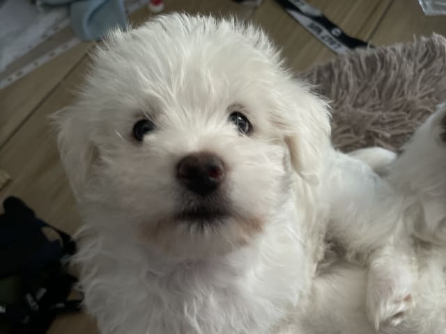 Malteser mix · Oxie · Mathias O.