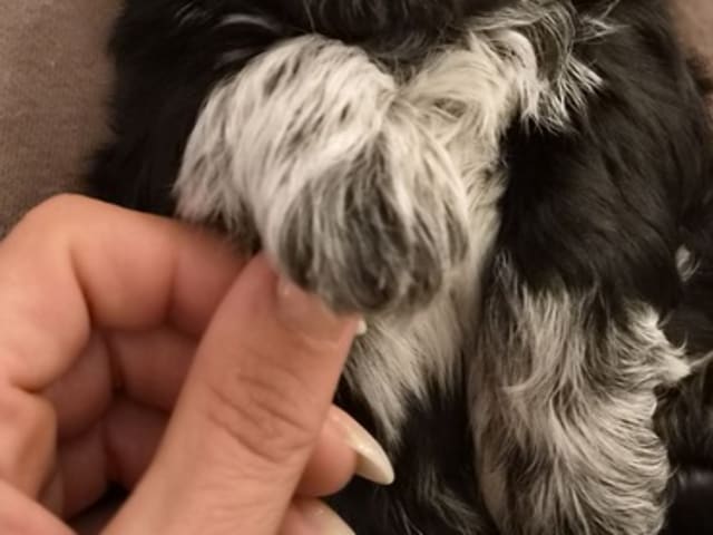 Shih Tzu · Helsinge · House of Shih-Tzu