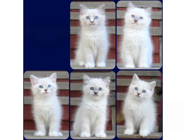 Ragdoll · Norrtälje · SE*Västersjöns
