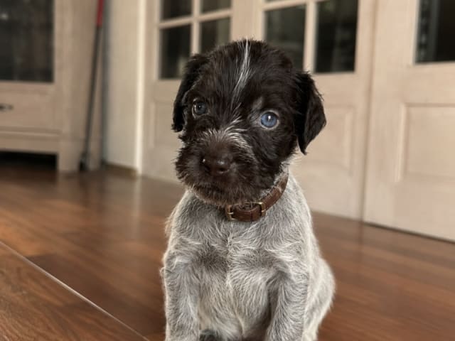 German Shorthaired Pointer (Vorsteh) · Varde · Dana Riecke