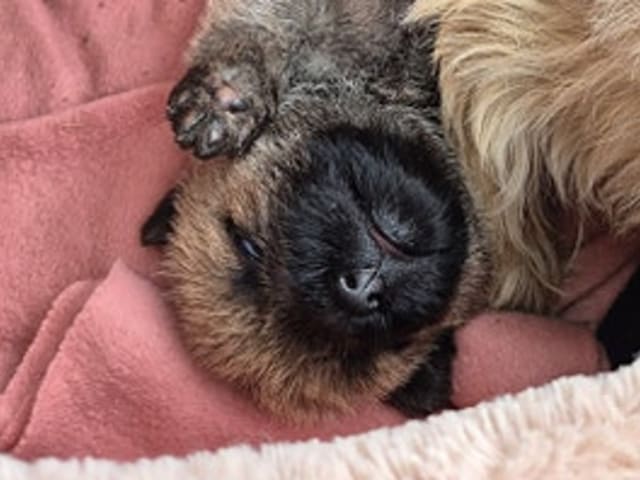 Cairn Terrier · Gjern · Ove Ulrik Jørgensen