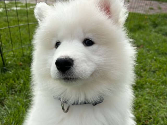 Samojedhund · Brovst · Tom Larsen