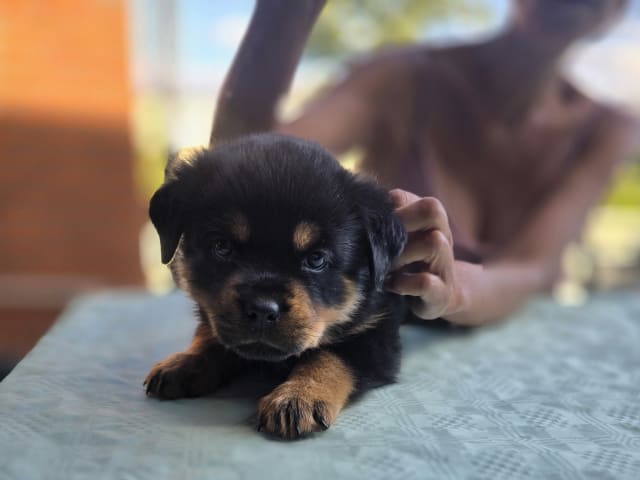 Rottweiler · Linköping · M and Jenny's
