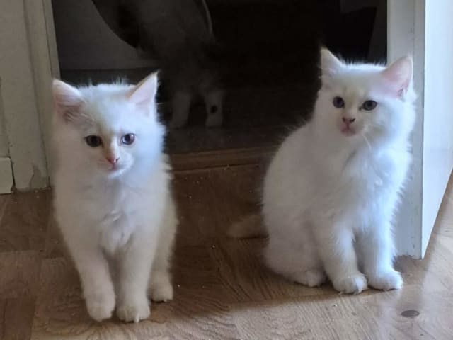 Ragdoll