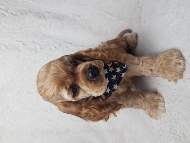 Amerikansk cocker spaniel · Biristrand · Colorcatcher