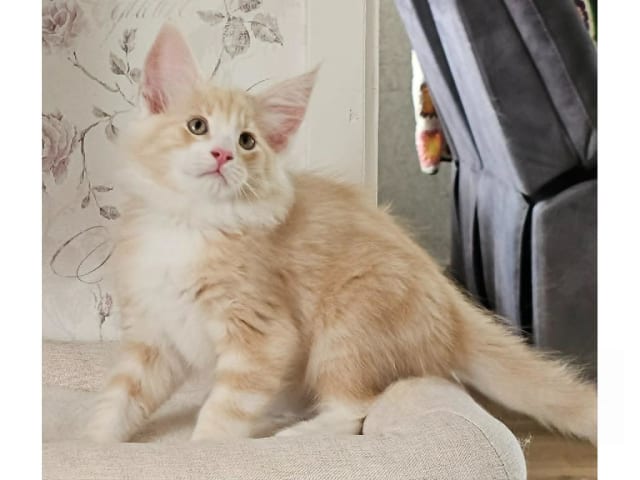 Norsk skogkatt