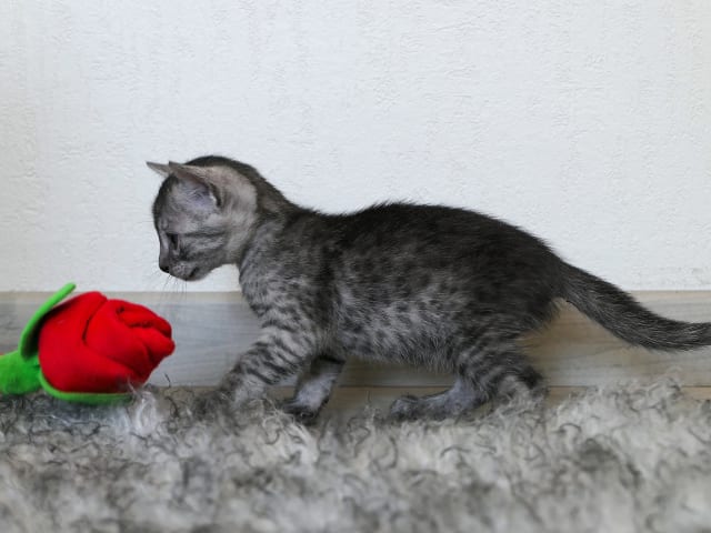Egyptian Mau