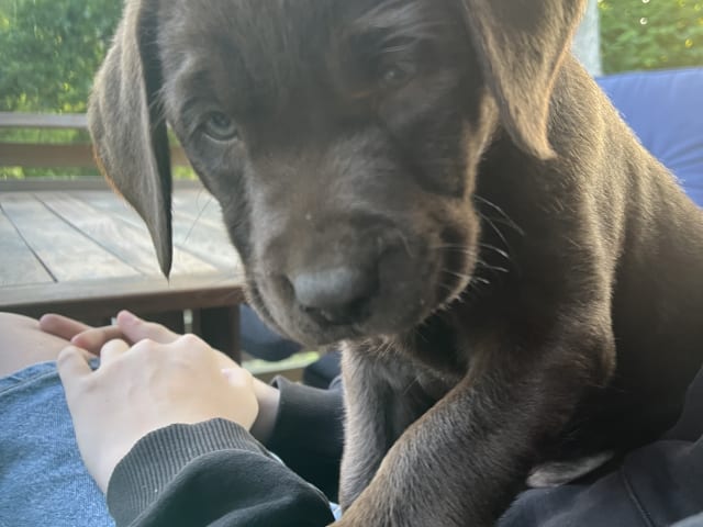 Labrador Retriever