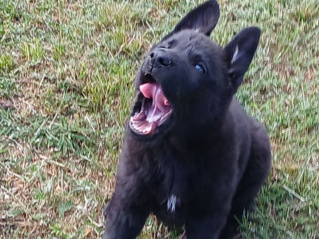 Schäferhund · Listerby · Kennel Snibor Anzi